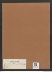 Navicula atomus (Kütz.) Grun. (de-Toni-Nr.: Genus 1, Species 600) Zeichnungen Sammlung Grunow Mappe 00523 (Herbarium_W_Grunow_drawings_Folder_00523)